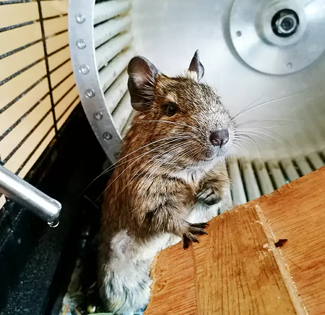 Why Homeowners & Businesses Trust Us Roselle, IL